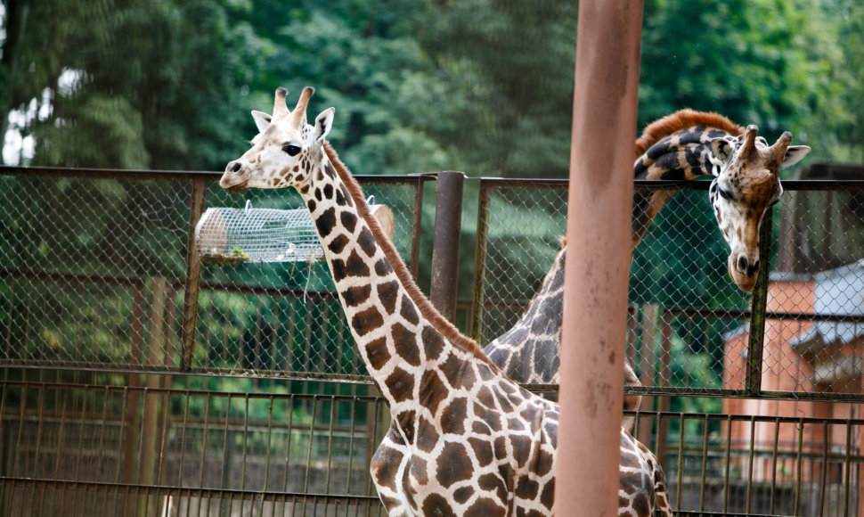 Į zoologijos sodą atgabenta žirafa