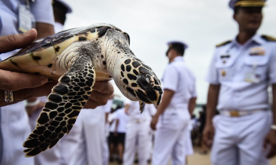Tailando karaliaus gimtadienio proga į jūrą paleisti 1 066 vėžliai