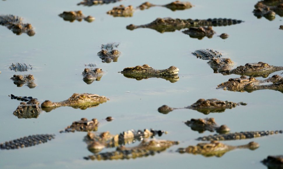 Krokodilų ferma Tailande