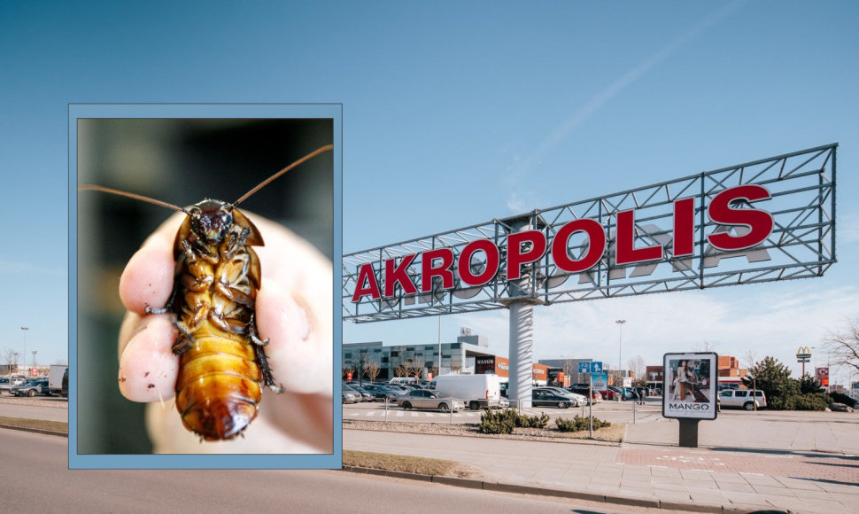 Klaipėdos „Akropolio“ viename restoranų aptikta tarakonų