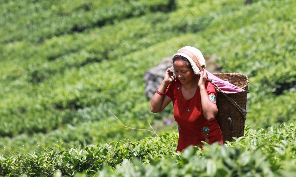 Darjeelingo arbatmedžių lapelių skynimas
