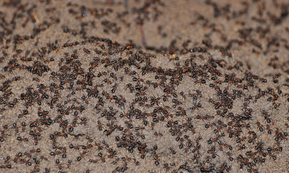 Branduolinių raketų saugojimo bunkeryje gyveno iki milijono skruzdėlių