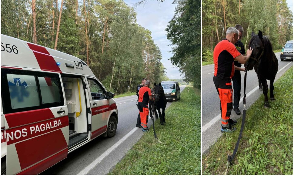 Kauno rajone paramedikai ir policija gelbėjo keliu įėjusį arklį