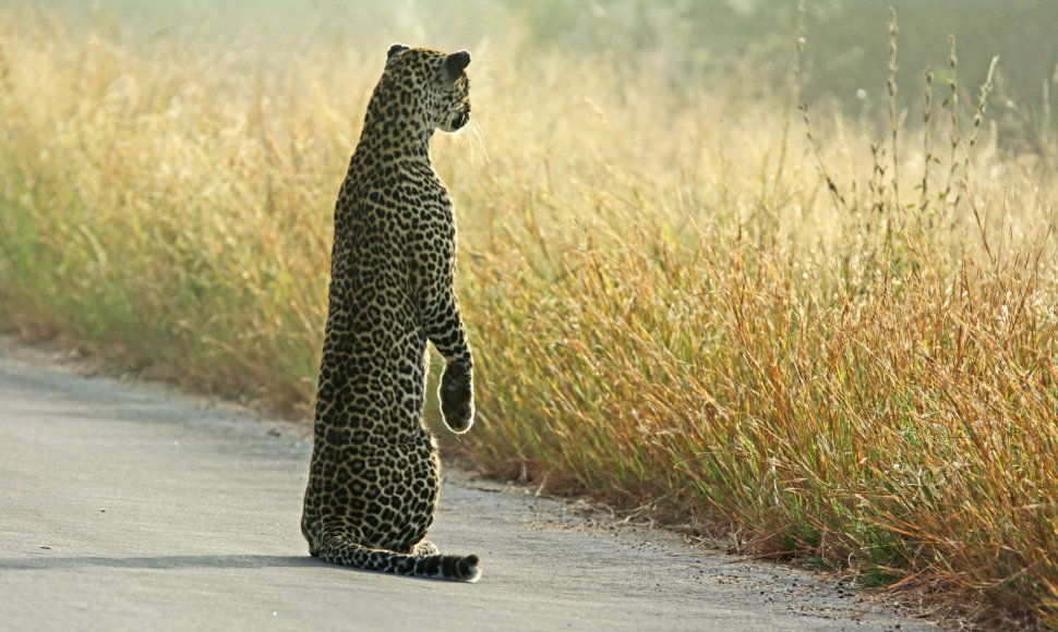 Gyvūnai Krugerio parke