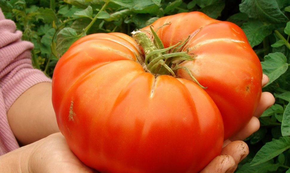 Milžiniškas pomidoras