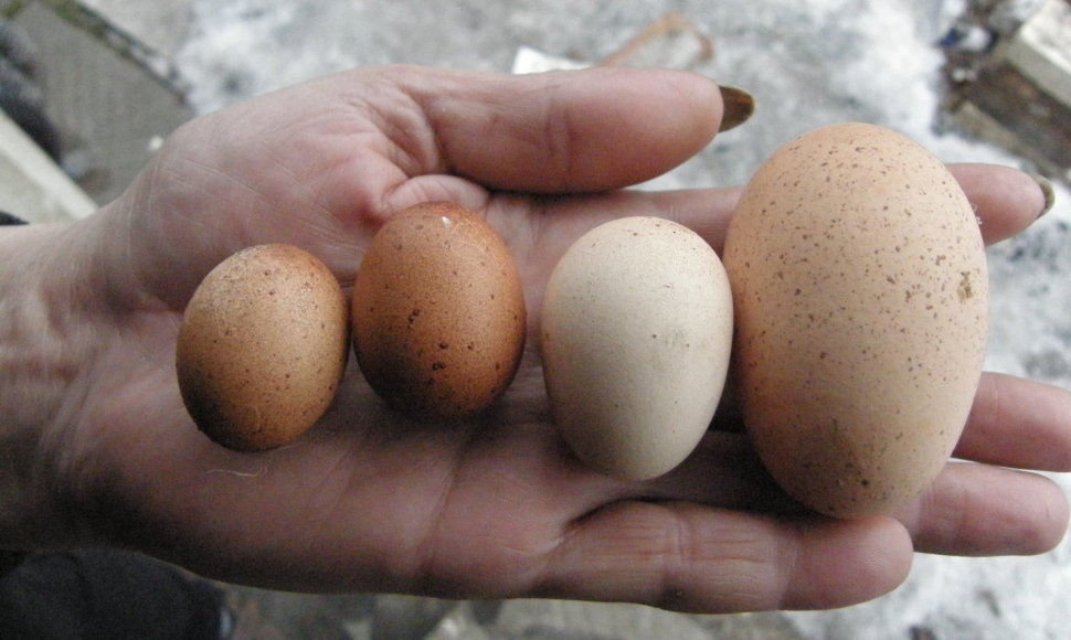 Kaunietės višta sudėjo labai mažus kiaušinius