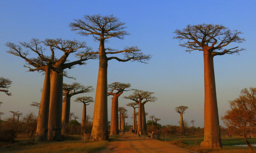 Madagaskaras. Paslaptinga sala iš jūsų vaikystės knygų