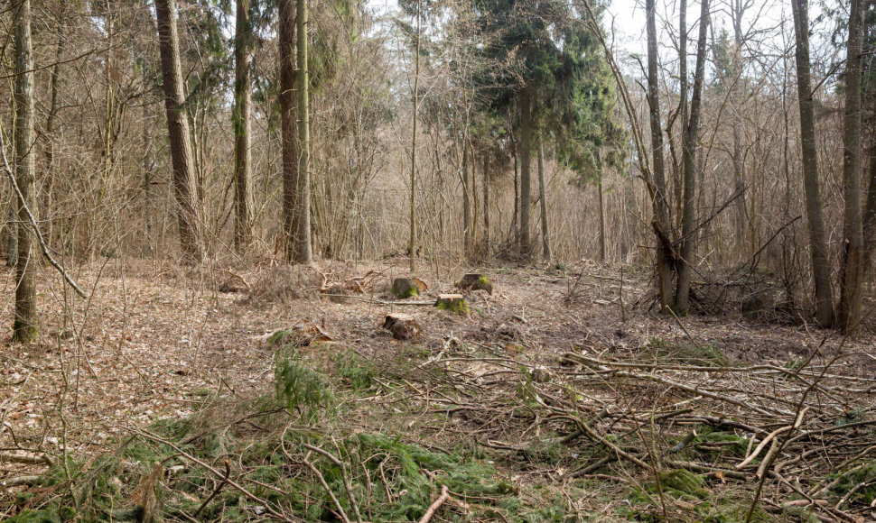 Kulautuvos bendruomenę neramina jau keletą metų gana gausiai  kertami miškai