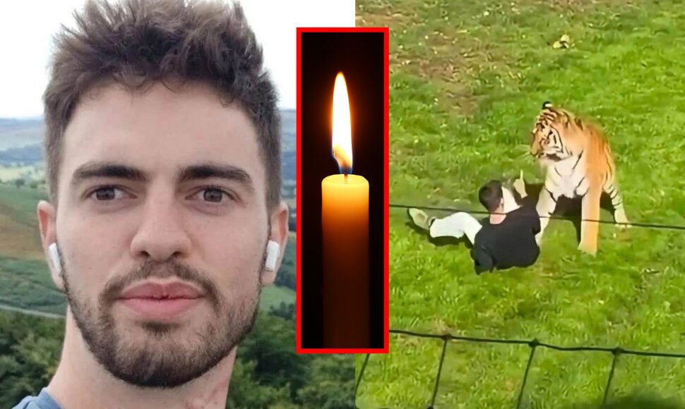 Williamas Chapmanas ir amūrinis tigras