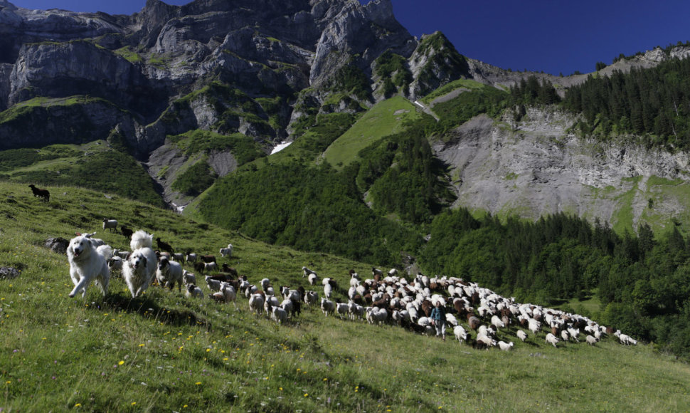 Avys Pirėnų kalnuose
