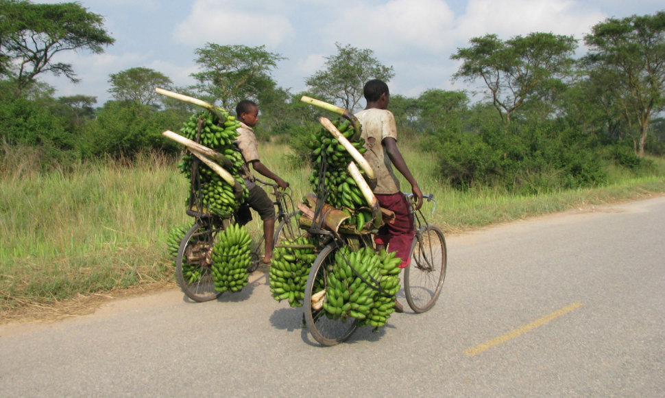 Bananai - daugelio kaimo žmonių pragyvenimo šaltinis