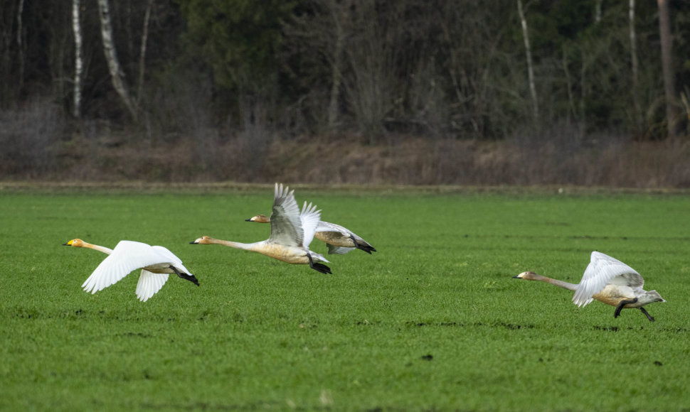 Gulbių giesmininkių šeimynos dar kartu, nepabirusios