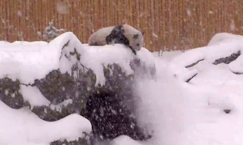Panda sniege