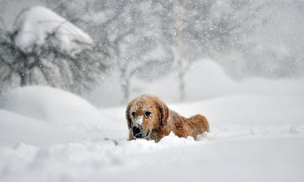 Šuo sniege