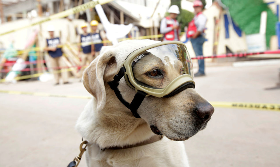 Labradorė Frida – herojė 