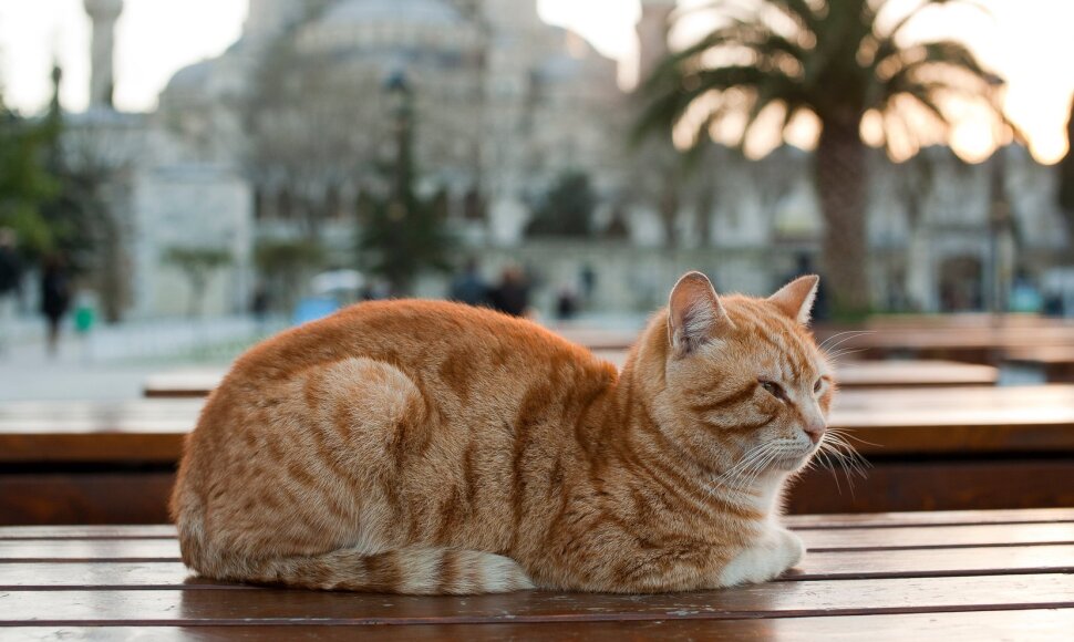 Stambulo katės, Turkija