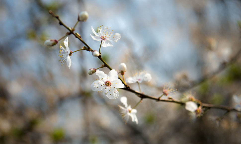 Pavasaris – laikas pažvelgti naujai 