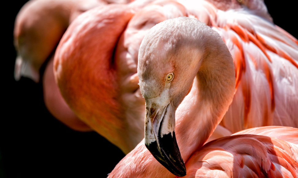 Rožiniai flamingai Sardinijoje