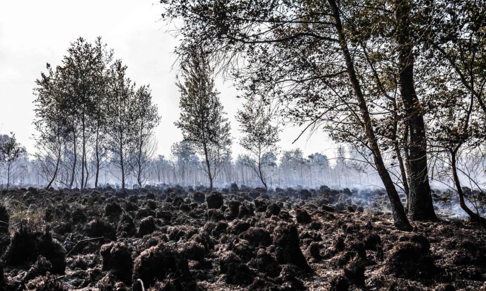 Nyderlandų gamtos draustinis po gaisro