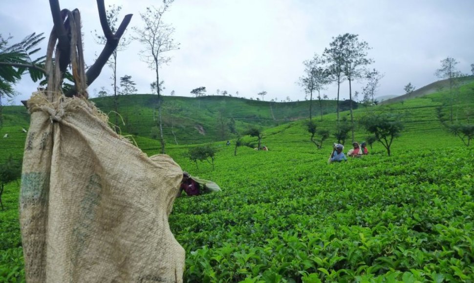 Šri Lankos arbatos plantacijos