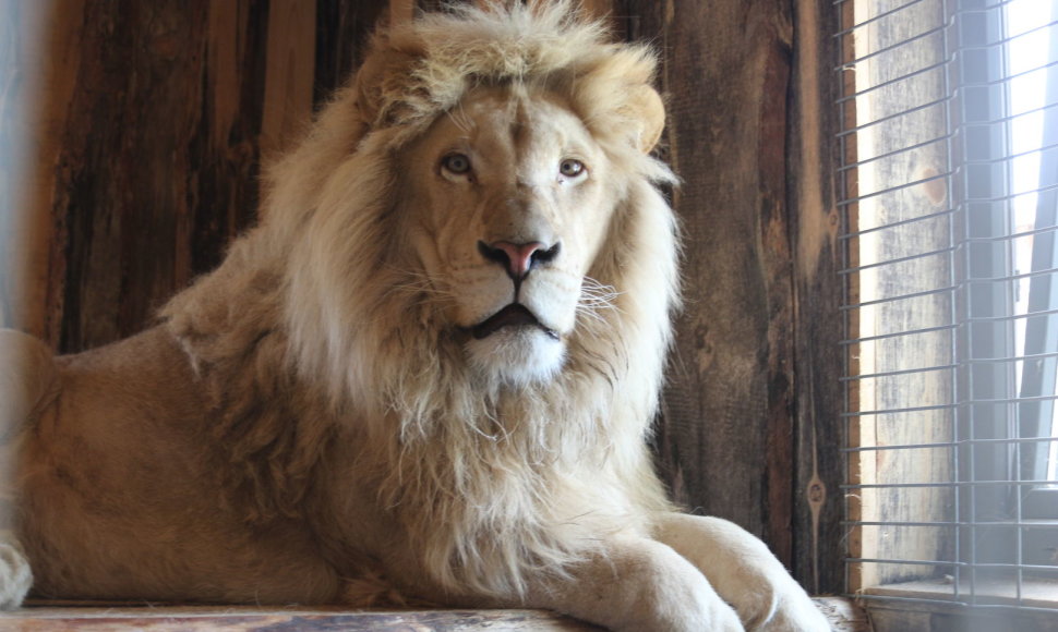 Klaipėdos zoologijos sode apsigyveno keturi baltieji liūtai, atgabenti iš Prahos.