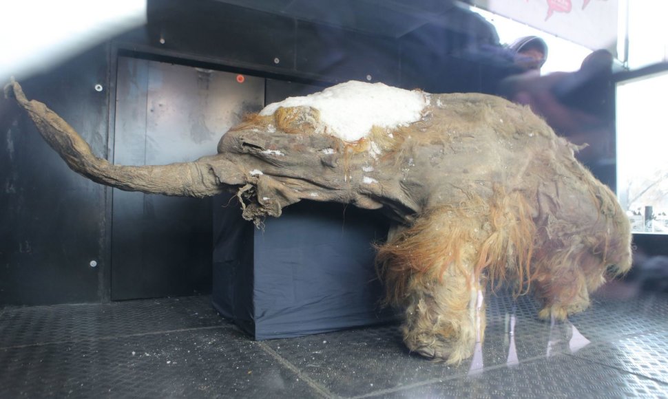 Mamuto jauniklio kūnas meno muziejuje, Maskvoje.