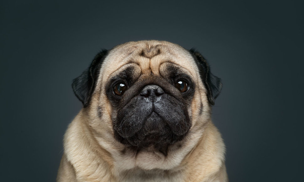 Fotografo įamžinti skirtingų nuotaikų šunų portretai