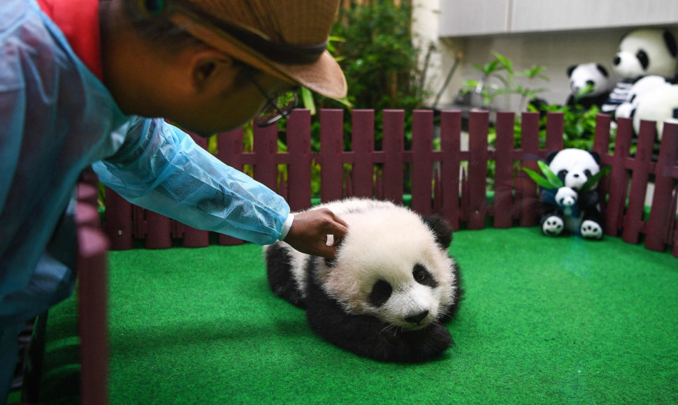 Malaizijos zoologijos sode pirmą kartą parodyta mažoji panda.