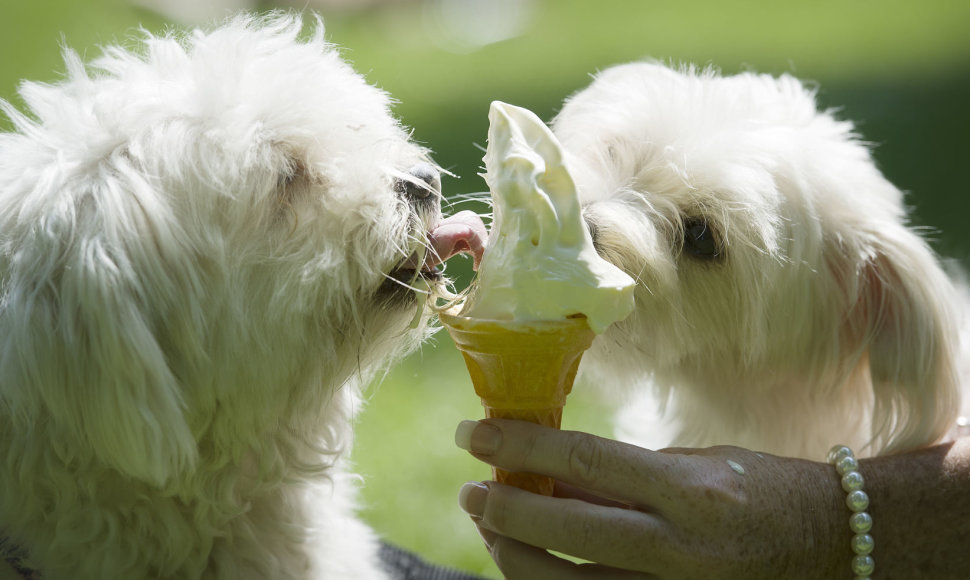 Šunys valgo ledus