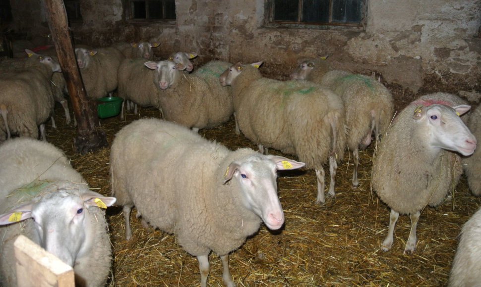 Kristinos ir Jūrio Milišiūnų avininkystės ūkis Biržų rajone