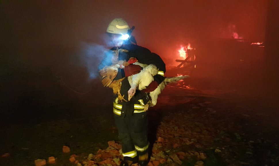 Ugniagesiai iš degančio ūkinio pastato Rumšų kaime, Šilutės rajone, nešė paukščius. Išgelbėti kalakutai, vištos ir putpelės.