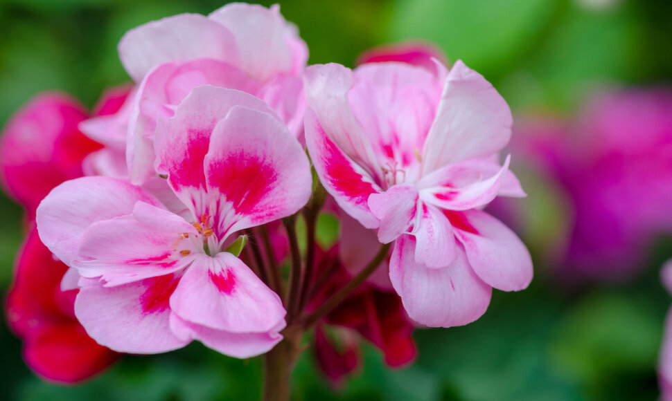 Pelargonijos