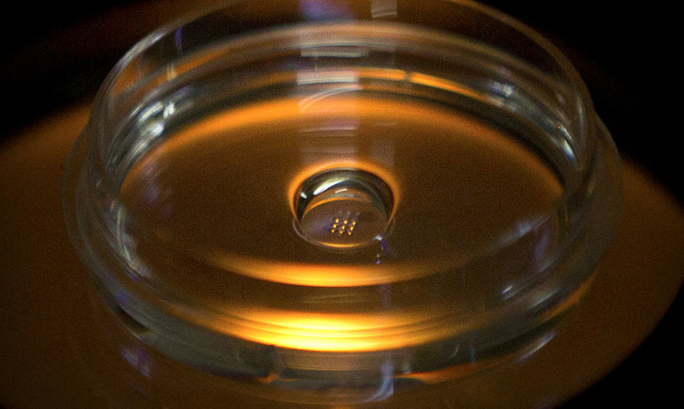 Laboratorinė lėkštelė su genetiškai modifikuotais žmogaus embrionais