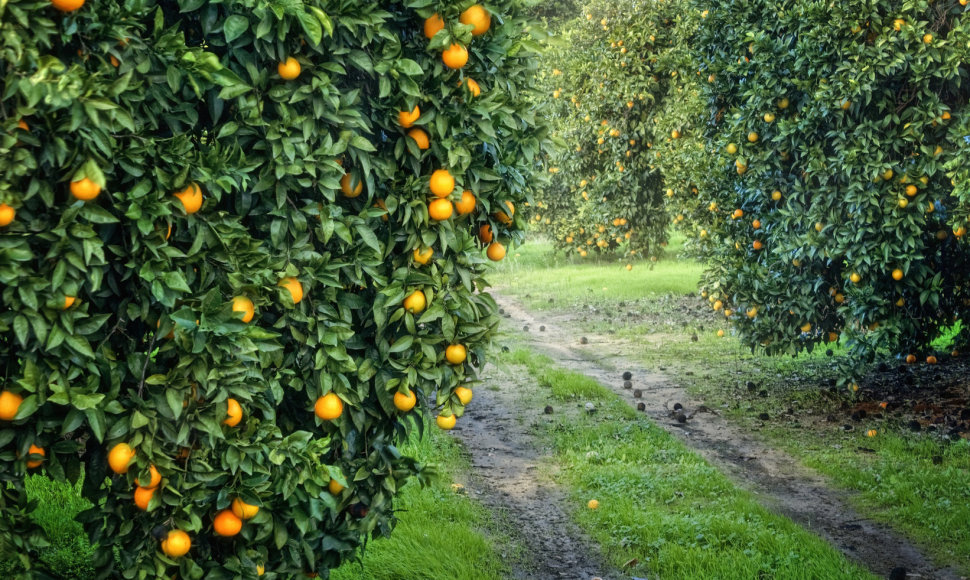 Apelsinmedžių alėja