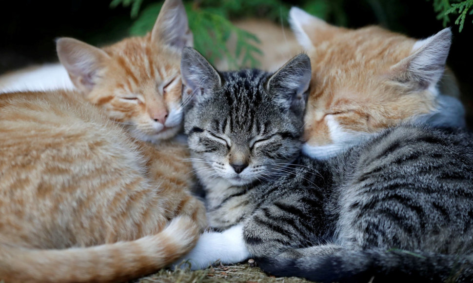 Miegantys kačiukai Čekijoje