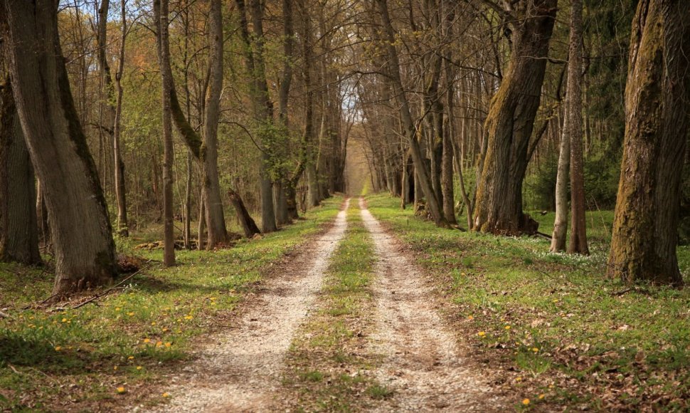 Šereiklaukio miško takas