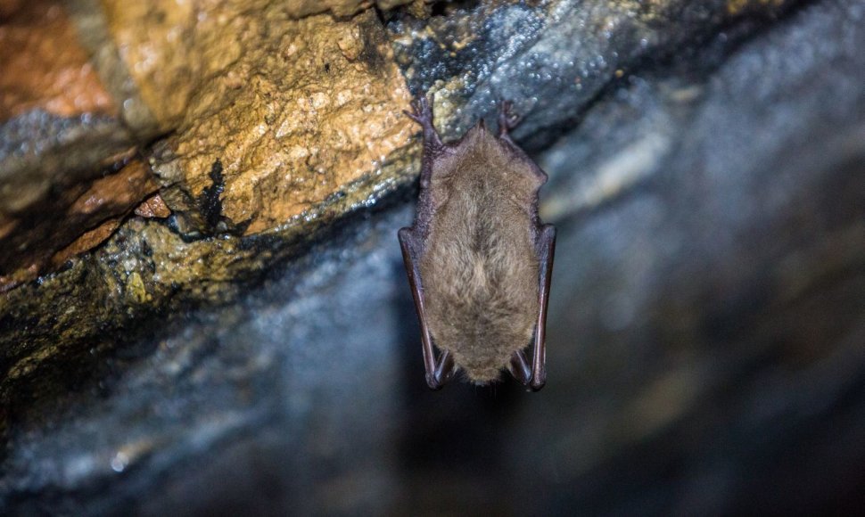 Šikšnosparnių apskaita Panerių geležinkelio tunelyje