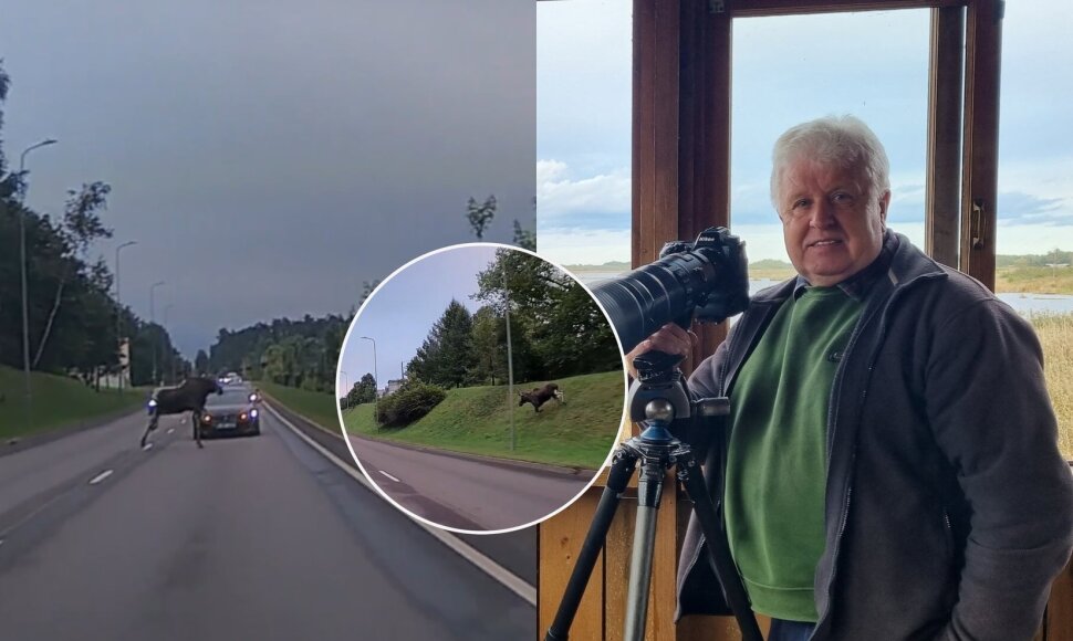 Briedis Vilniuje ir Selemonas Paltanavičius