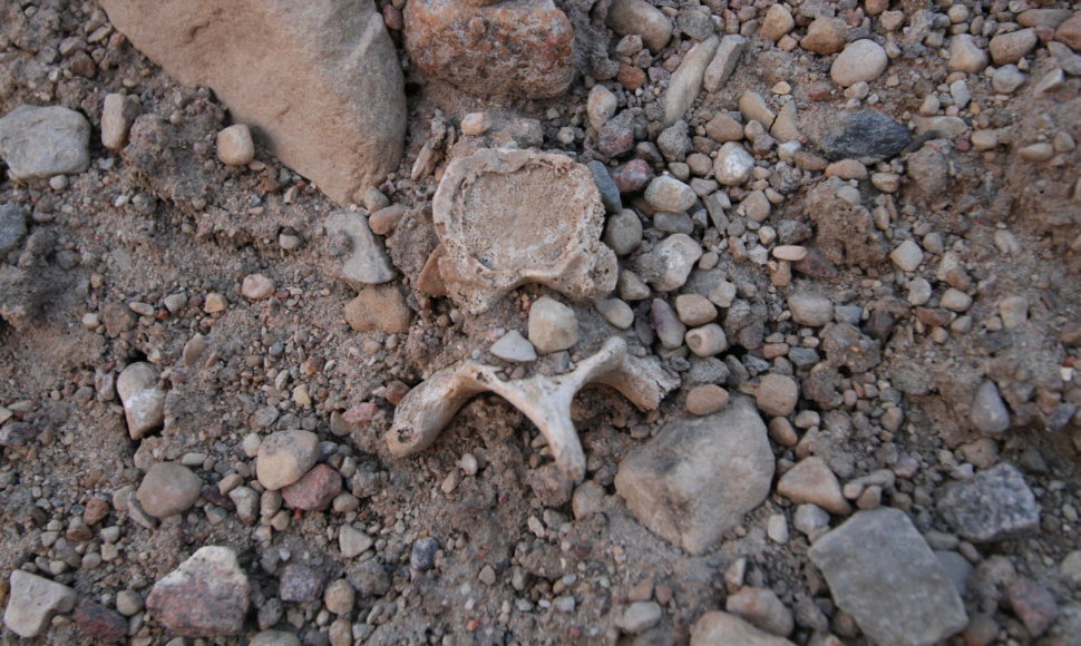 Archeologiniai kasinėjimai Žeimelyje