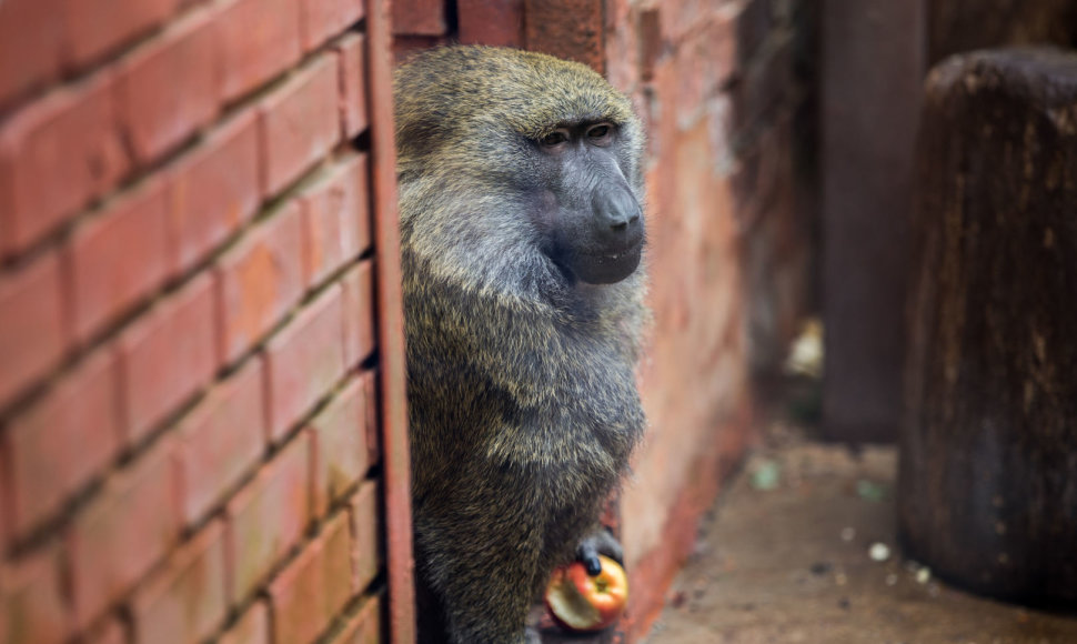 Beždžionių gyvenimas Kauno zoologijos sode