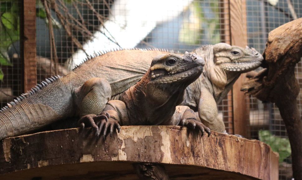 Žozefina ir Bonapartas – nauji gyventojai Lietuvos zoologijos sode