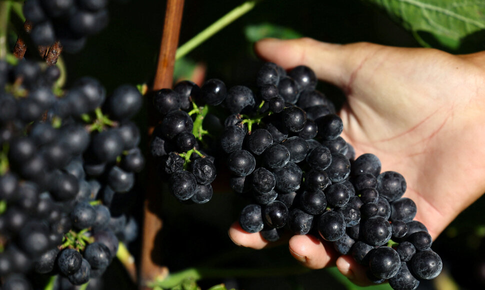 Pinot Noir vynuogės / Issei Kato / REUTERS