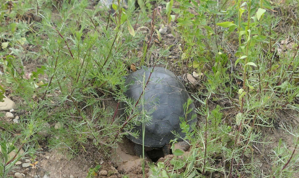 Balinio vėžlio patelė rausia duobutę kiaušiniams