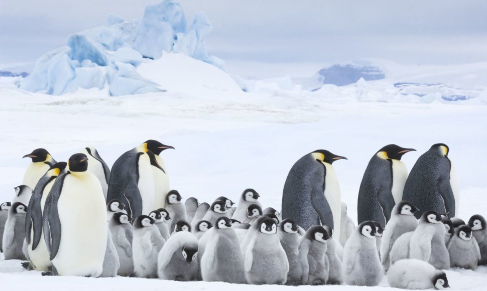 „Kinas po žvaigždėmis“ kviečia į seansą visai šeimai – „Pingvinų maršas 2. Šauksmas“