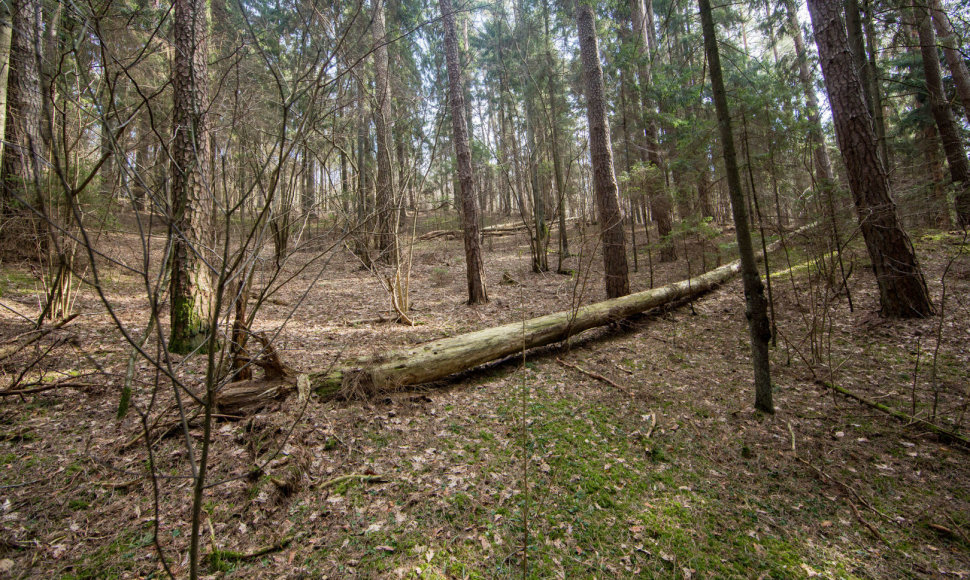 Kulautuvos bendruomenę neramina jau keletą metų gana gausiai  kertami miškai