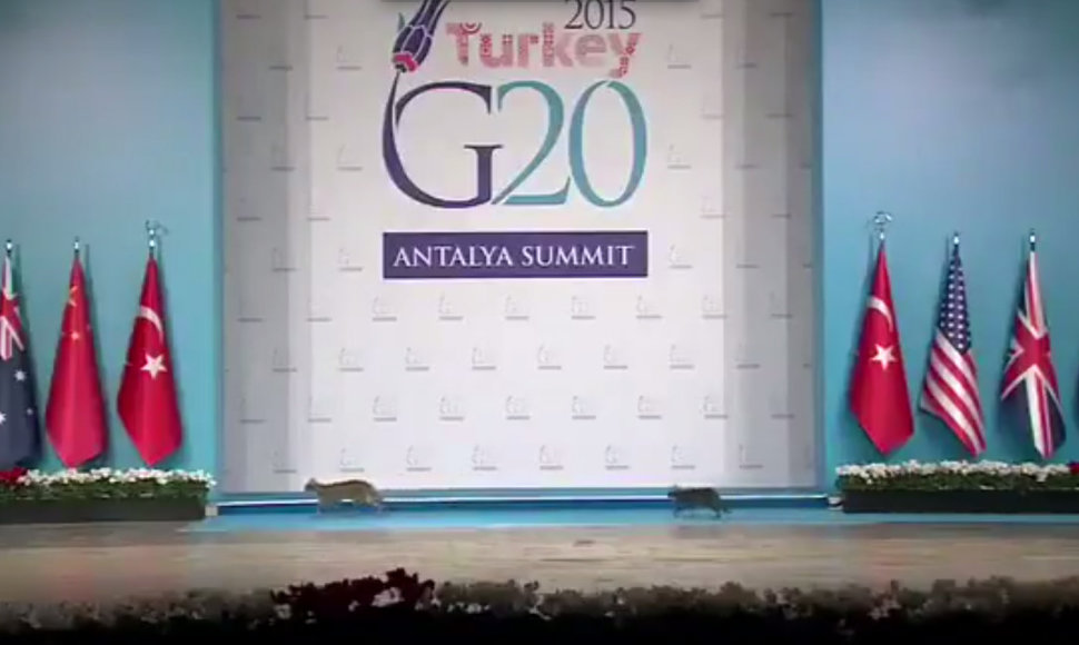 Katės G-20 šalių vadovų suvažiavime Turikijoje