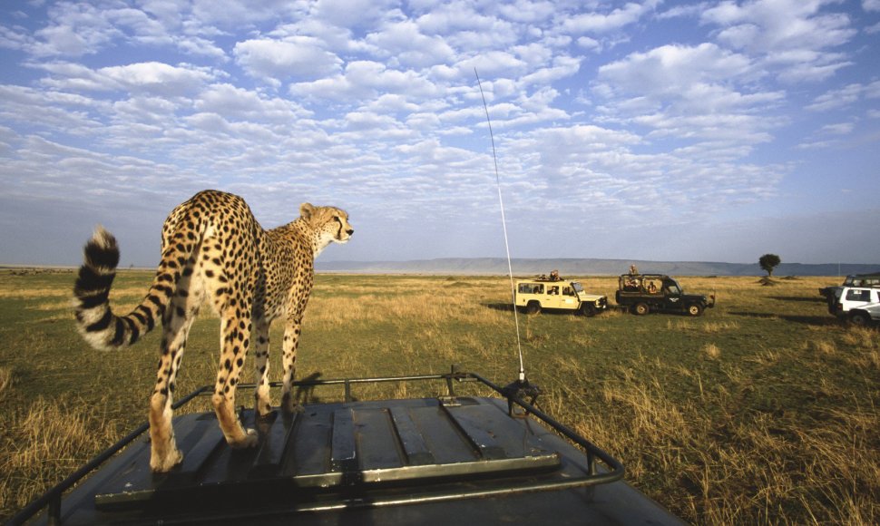 Kenijoje safaris – galimybė akis į akį susitikti su gepardu