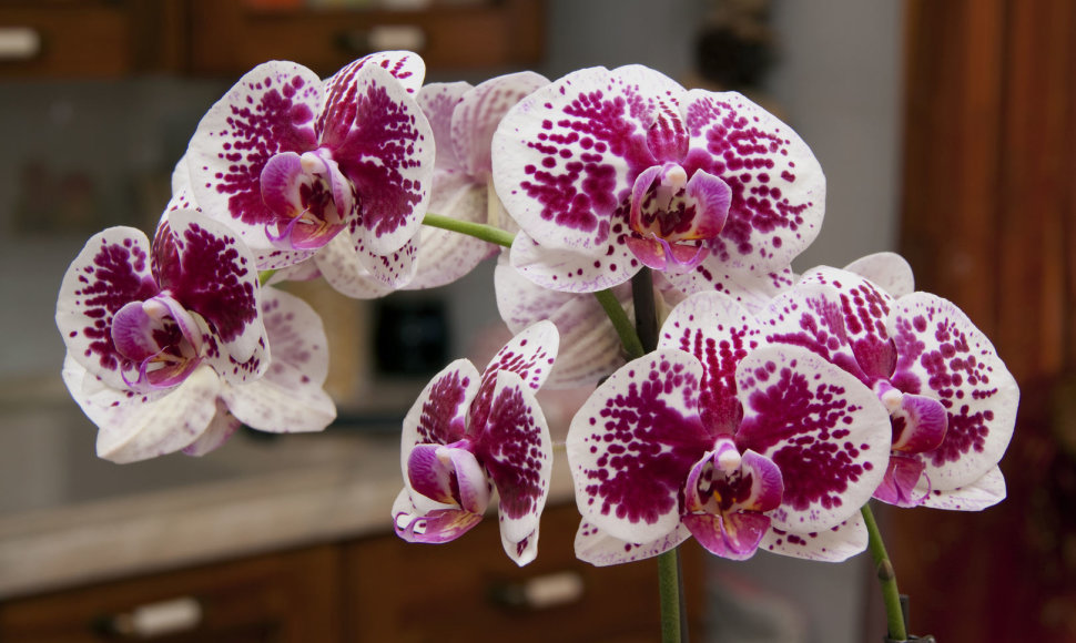 Orchidėjos.