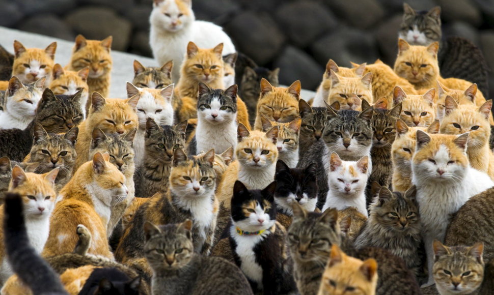 Aošima – kačių sala Japonijoje