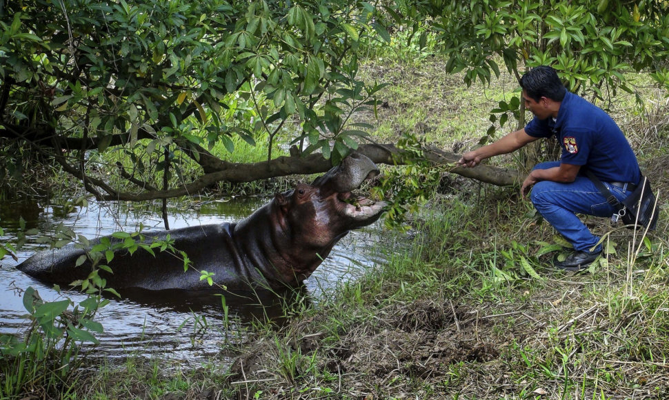 Mekskoje pagautas laisvėje klaidžiojęs hipopotamas Taisonas